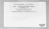 Pucciniastrum sparsum image